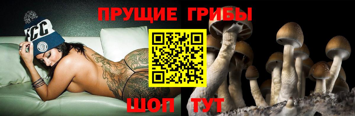 Галлюциногенные грибы Psilocybe Сальск